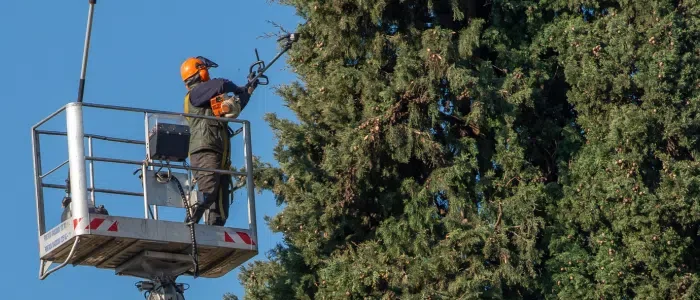 Understanding Tax Credits for Gardening Services: Pruning Exclusions