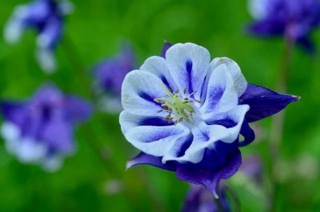 100 Percent Deer Resistant | Wild Gardening