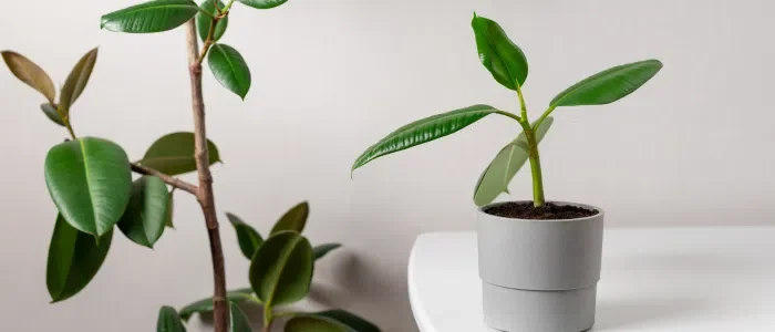 Indoor Plants That Purify the Air