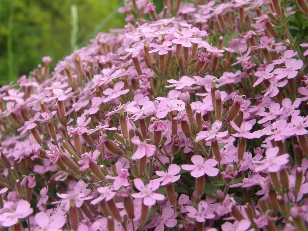 Creating a Perennial Plant Bed: A Step-by-Step Guide