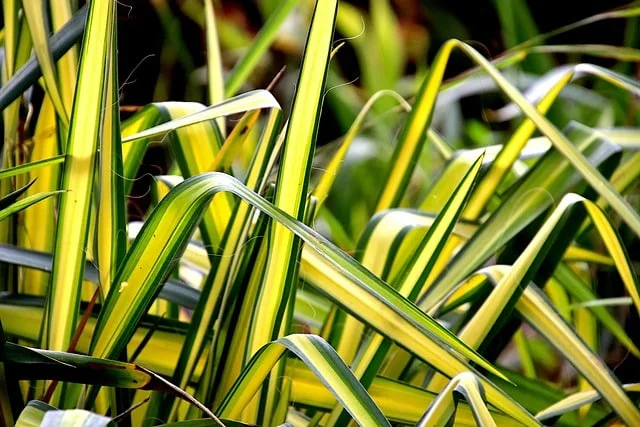 Chlorophytum comosum: The Resilient Spider Plant