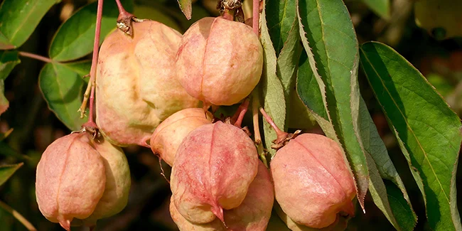 How to Plant and Care for Staphylea pinnata, the False Pistachio
