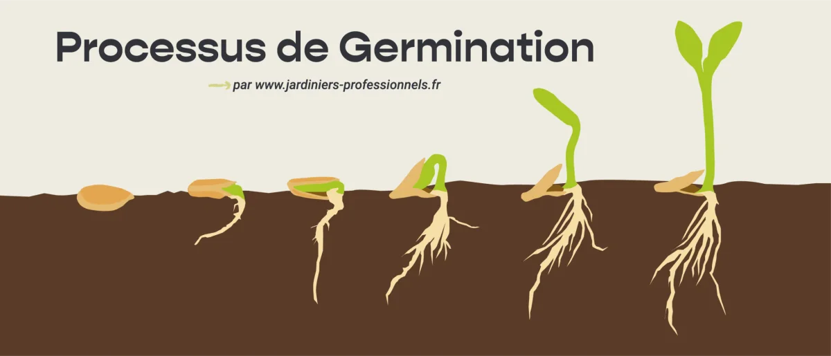 Understanding Seed Germination: Biological Mechanisms and Expert Tips