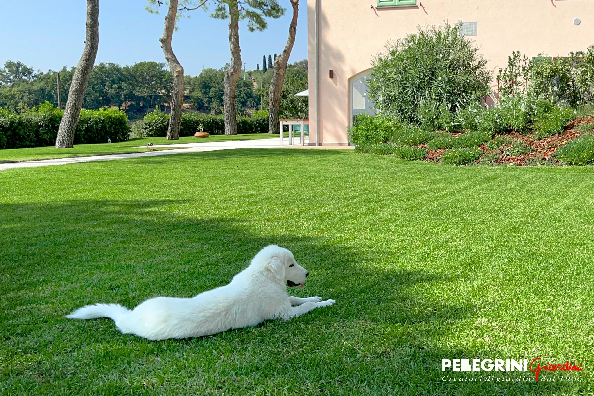 Introducing SuperGreen: The Water-Efficient Lawn Solution