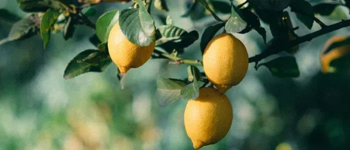 Guide d'entretien du citronnier des 4 saisons