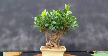 Understanding Bonsai Ficus: Varieties, Care, and Maintenance