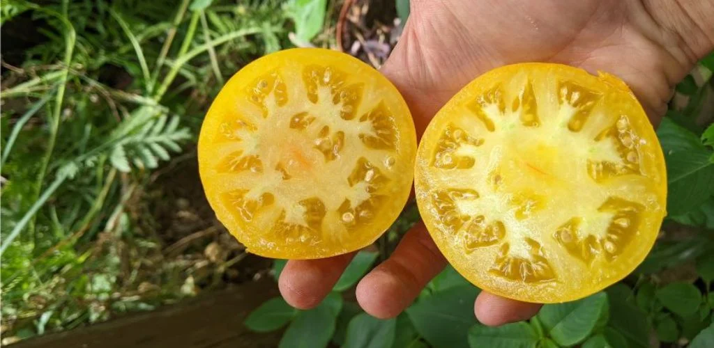 June Gardening Tips for a Thriving Permaculture Garden