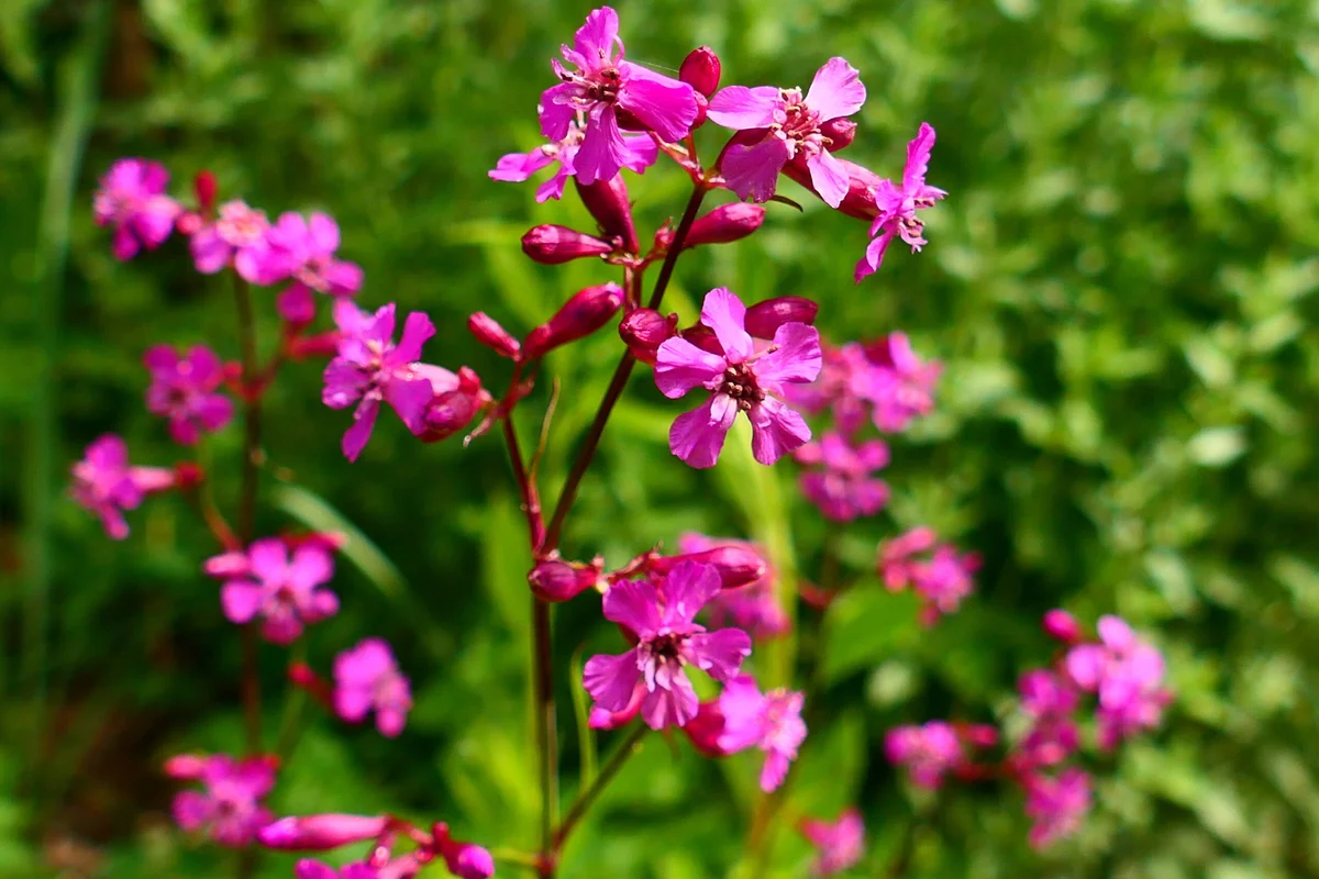 The Dark Side of the Garden: Animal Traps in Plants
