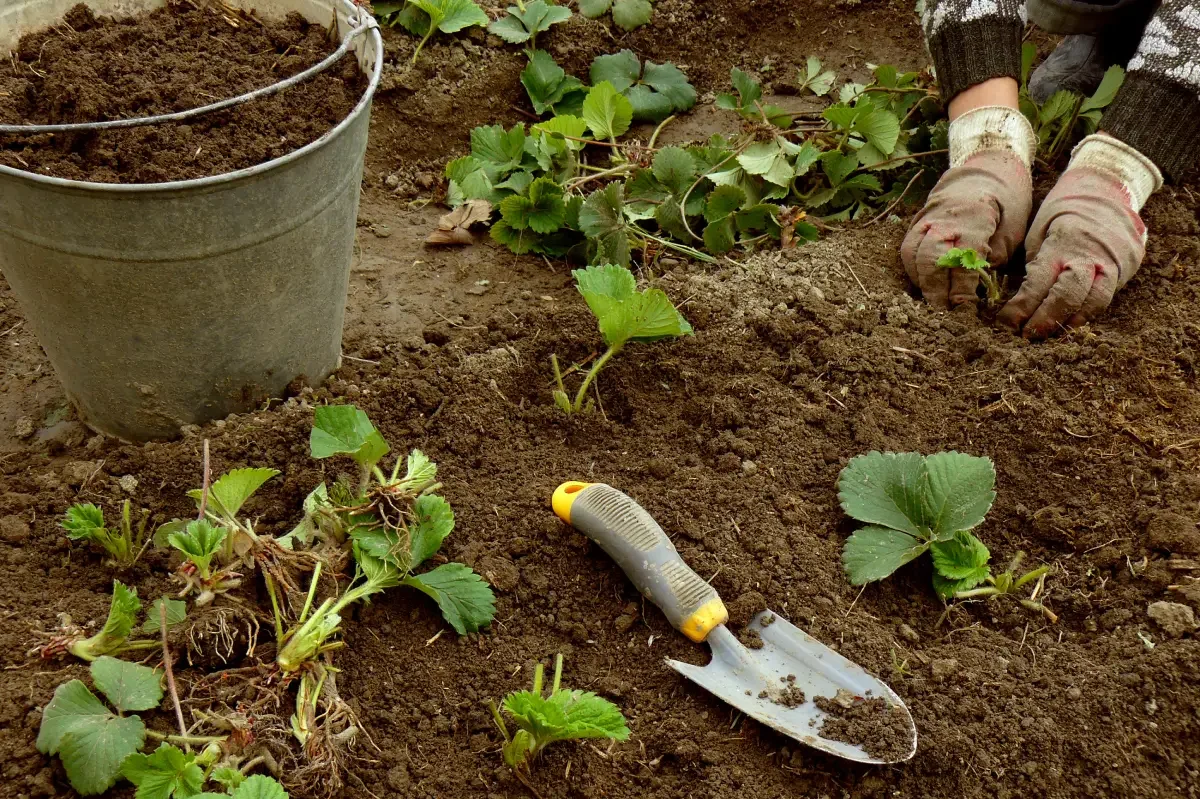 Planting, Caring For, and Propagating Strawberries