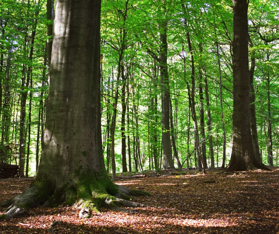 Lessons from the Garden: Finding Purpose in Nature