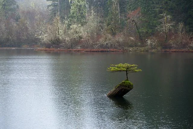 Watering Your Bonsai: When and How to Water?