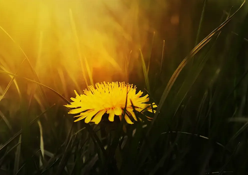 The Edible Dandelion: A Hidden Gem in Your Garden