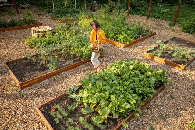 Essential Tips for Creating a Thriving Vegetable Garden