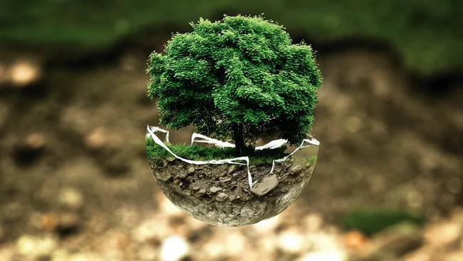 Common Misconceptions About Bonsai Trees