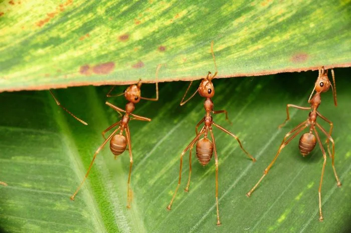 Understanding the Dietary Preferences of Ants