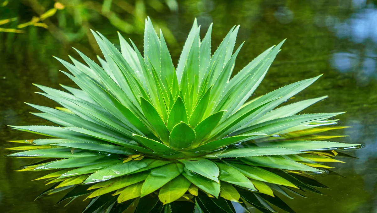 How to Cultivate and Maintain Water Aloe (Stratiotes aloides) in Your Pond