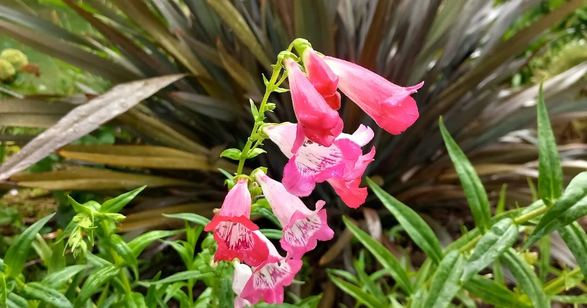It's Not a Digitalis, But It Looks Like One