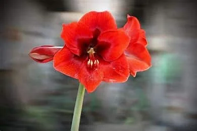 The Allure of Amaryllis: A Gardener's Guide