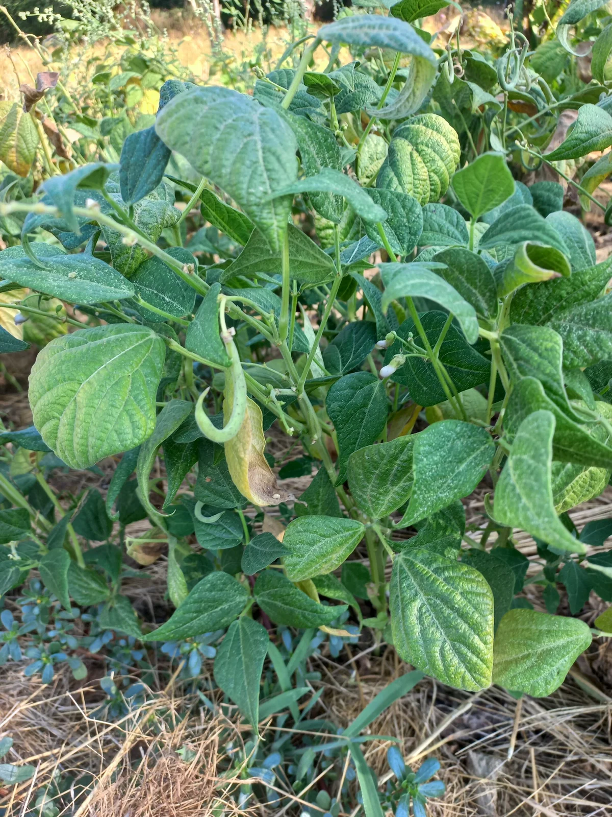 Embracing Uncertainty in Gardening: Lessons from the Garden