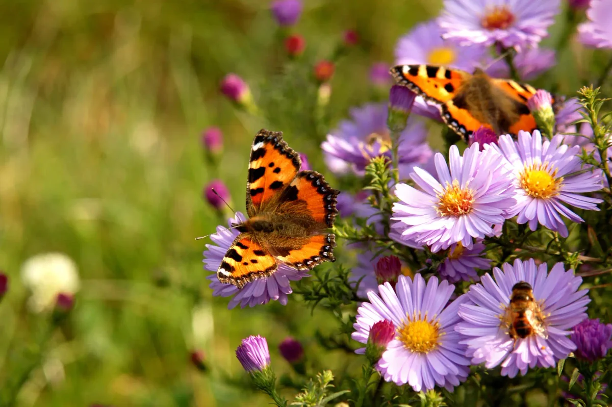 Creating a Butterfly Haven: Your Garden as a Butterfly Sanctuary