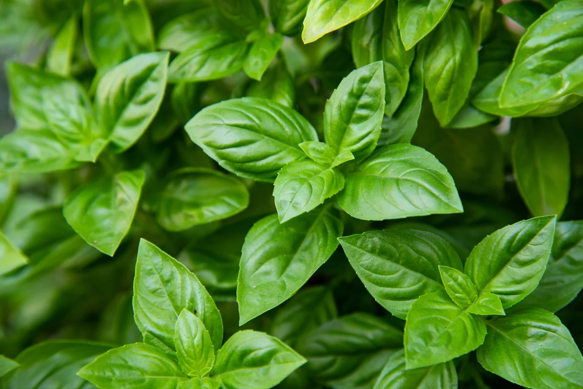 Essential Care Tips for Growing Basil: Common Mistakes to Avoid