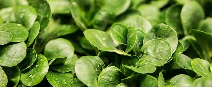 Winter Vegetables: Cultivating and Harvesting in the Cold Season