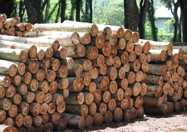 Is Albizia a Good Firewood? Understanding Its Heating Properties