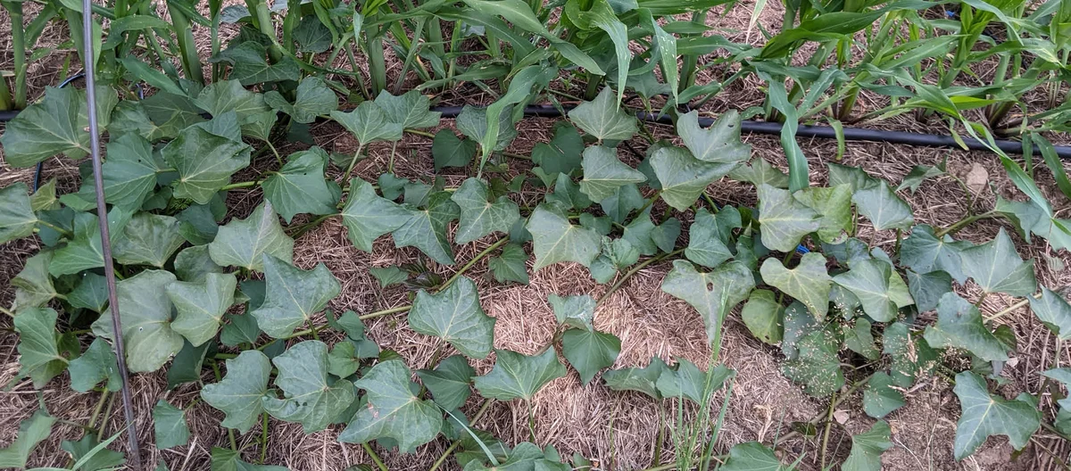 Cultivating Sweet Potatoes: Insights from Olivier's Garden