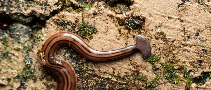 Understanding the Asian Flatworm: An Invasive Species in European Gardens
