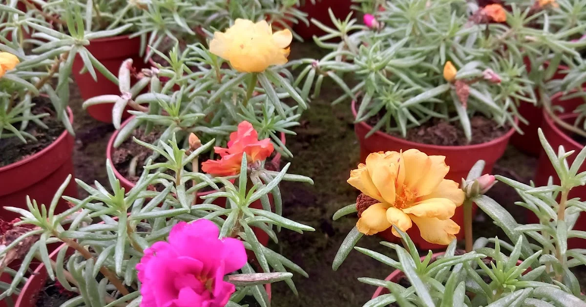 A Cousin of the Purslane