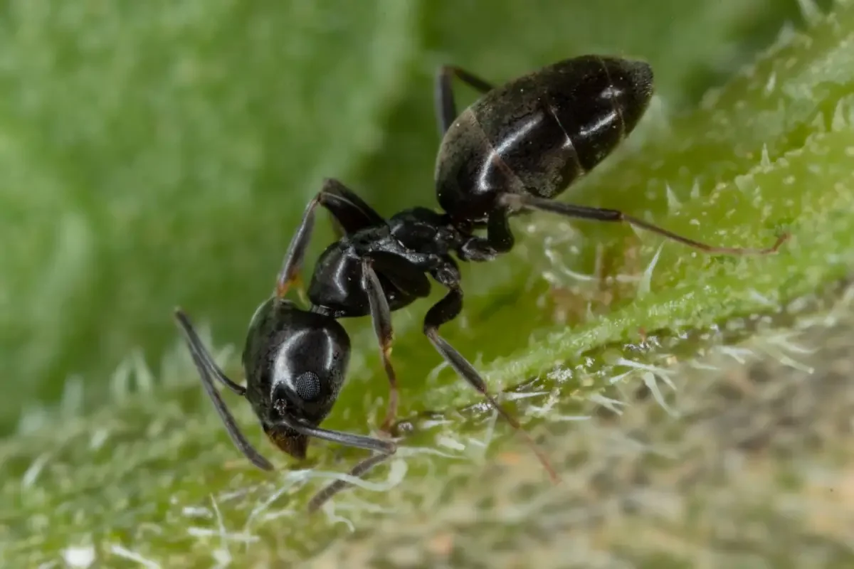 Identifying and Managing the Large Gland Ant: Tapinoma magnum
