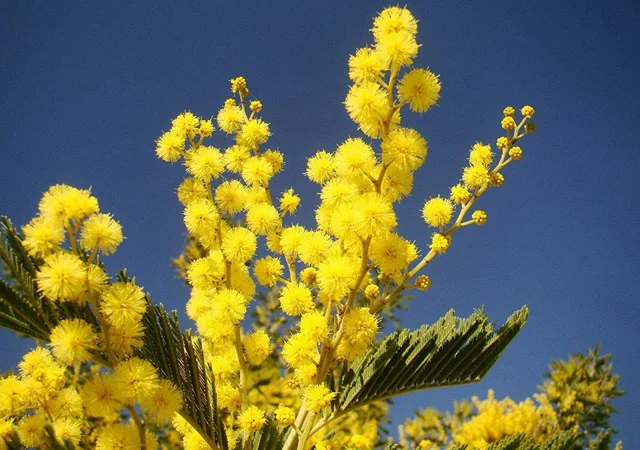 Caring for Silver Wattle (Acacia dealbata): A Guide to Winter Mimosas