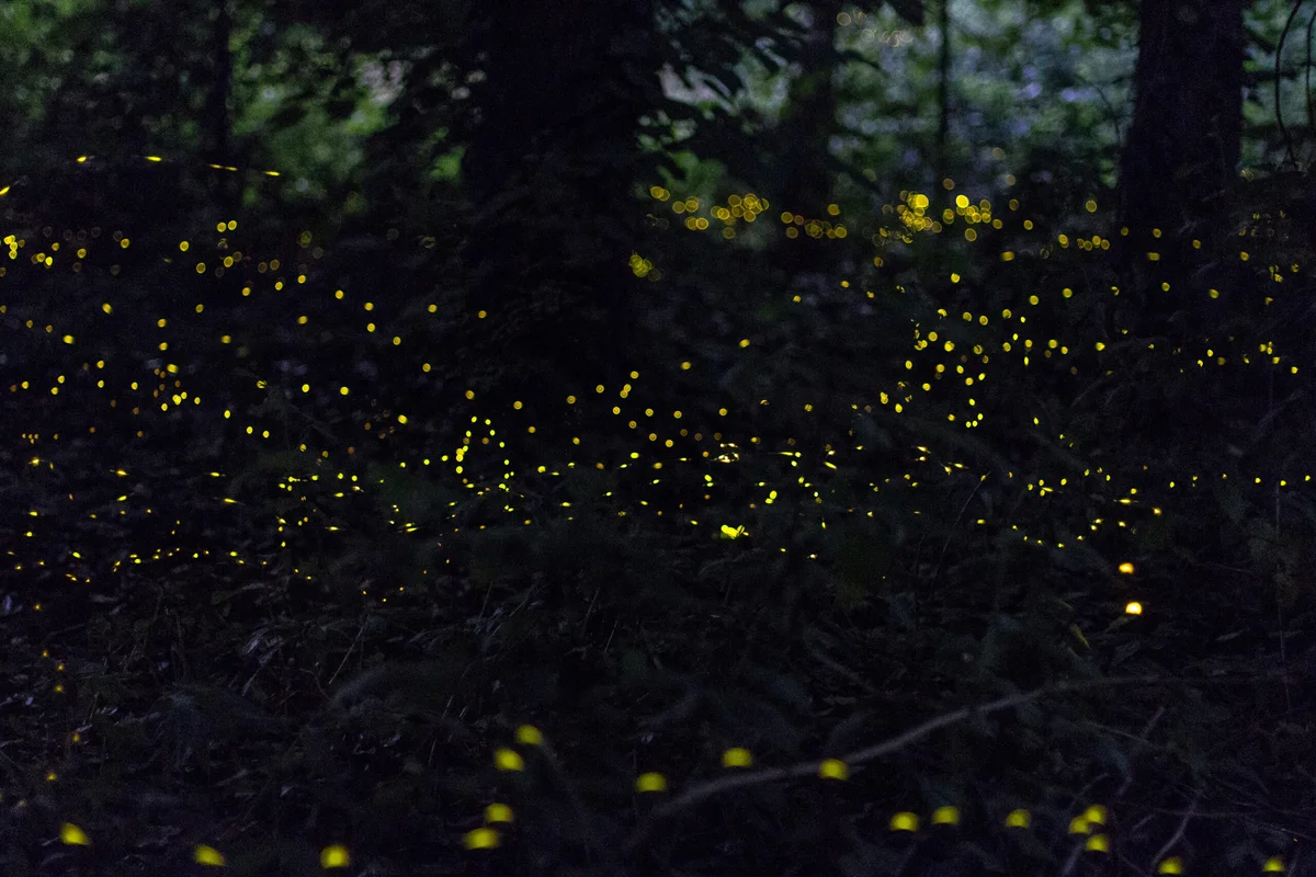 The Enchantment of Fireflies: Bringing Light to Your Summer Nights