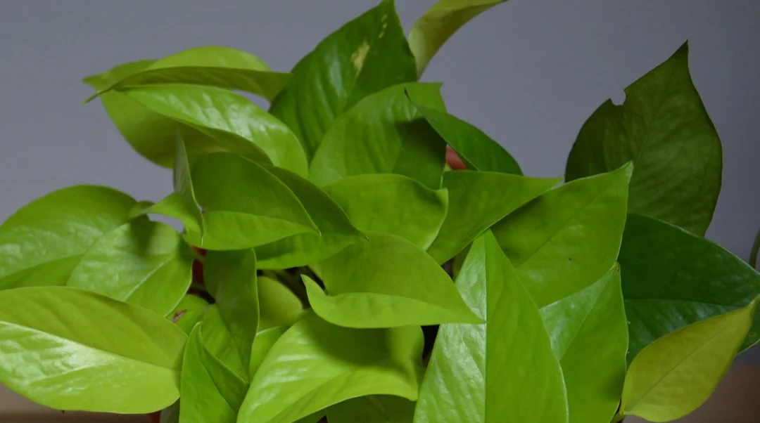 Exploring the Epipremnum aureum 'Neon' Pothos: A Gardener’s Delight
