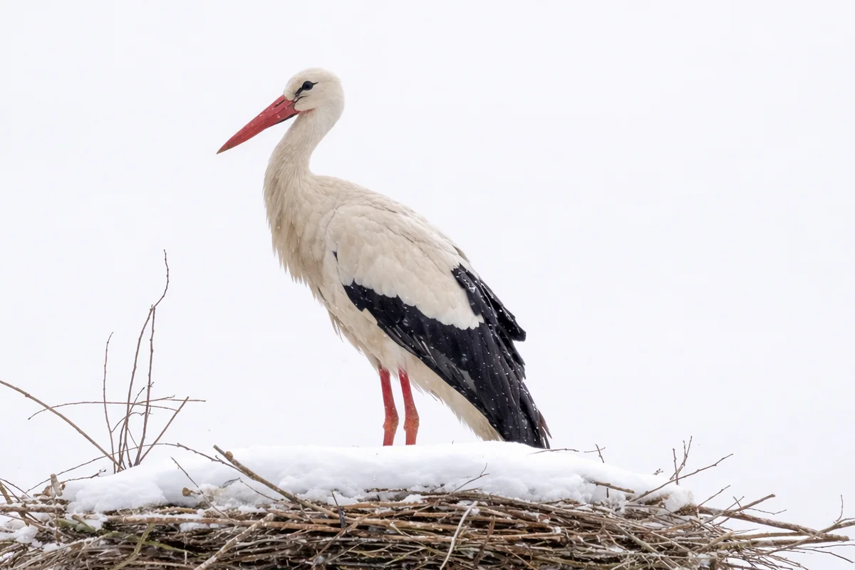 Winter Storks: A Sign of Adaptation or a Broader Message?