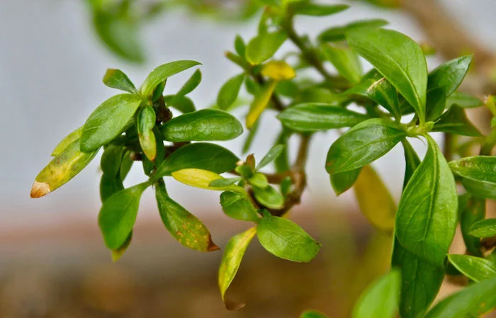 Why Are My Bonsai Leaves Yellowing or Blackening? Solutions and Insights