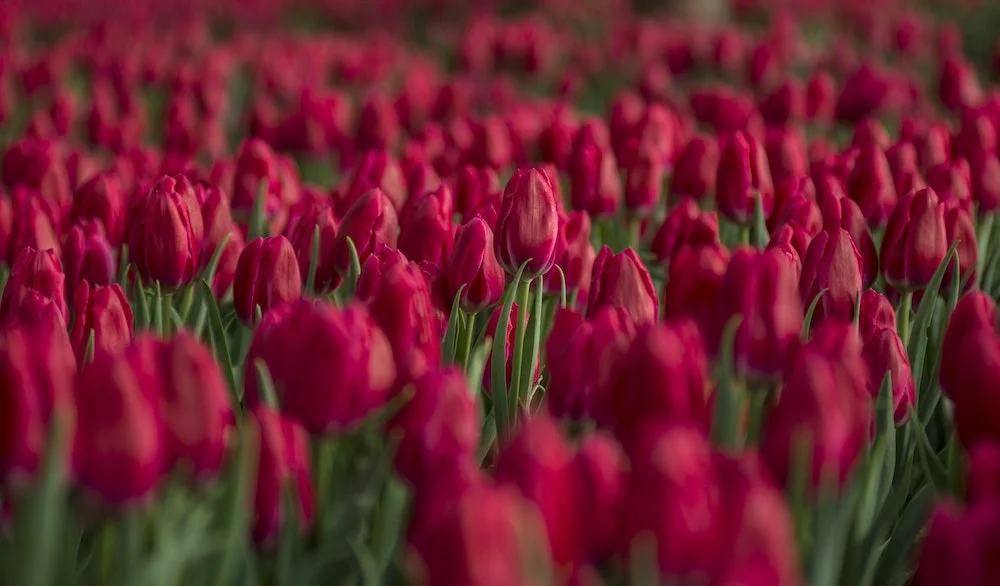Tulips: Planting and Care Tips