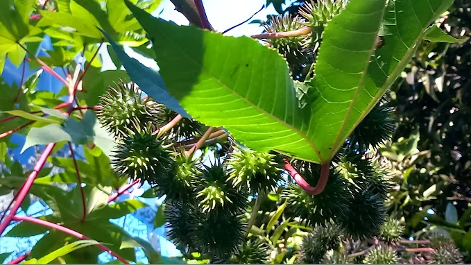Loved and hated in equal measure, Castor Bean