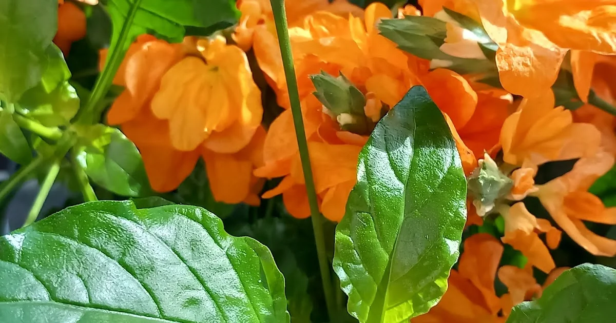 Beautiful and Somewhat Delicate: Crosandra