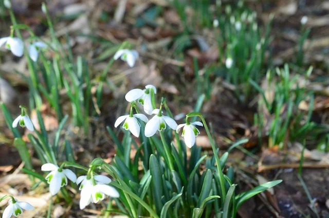 Continuing with Winter – and the First Days of Spring | Wild Gardening