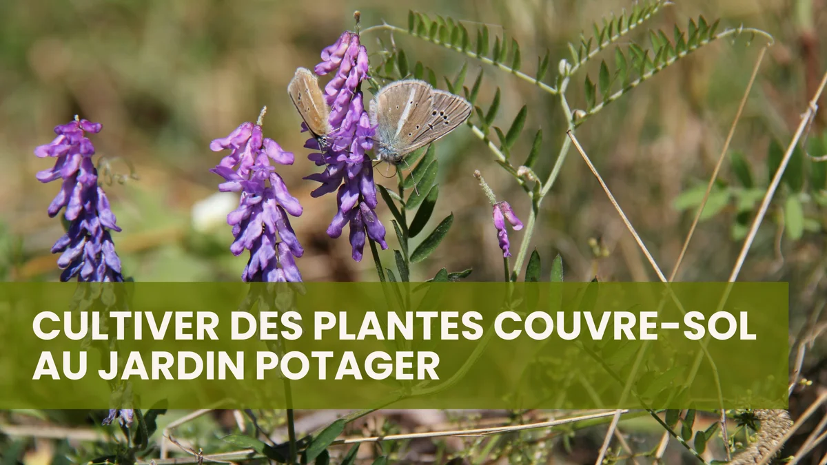 Growing Ground Cover Plants in Your Vegetable Garden