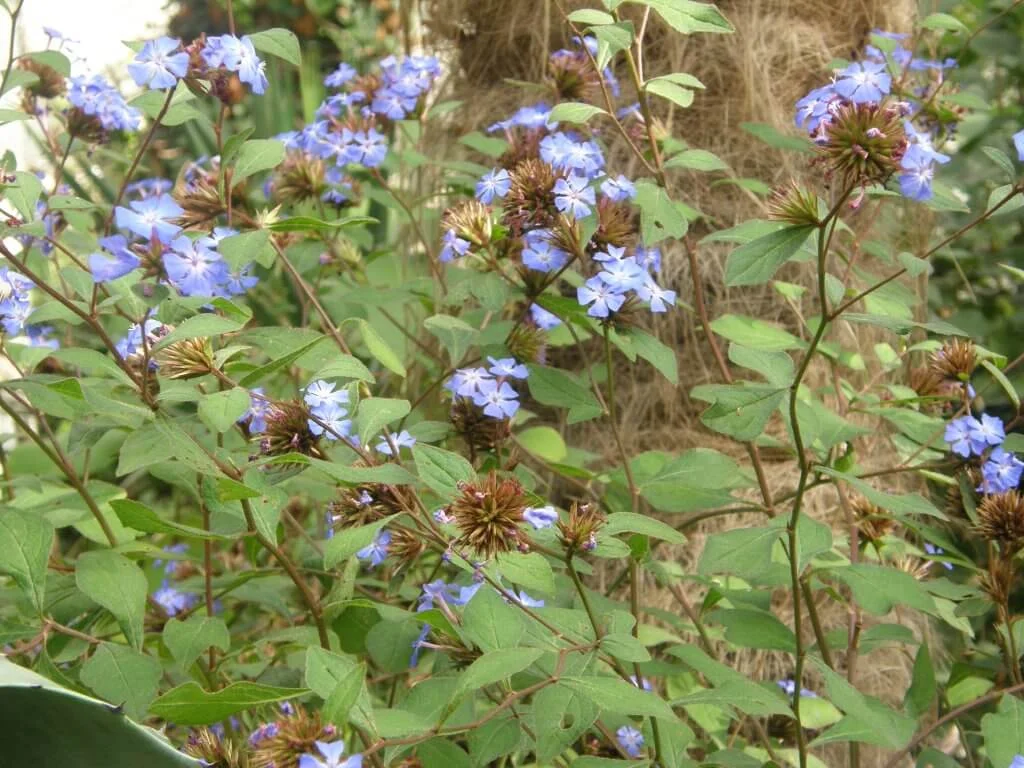 Exploring Cerastostigma willmottianum: The Charming Blue Shrub