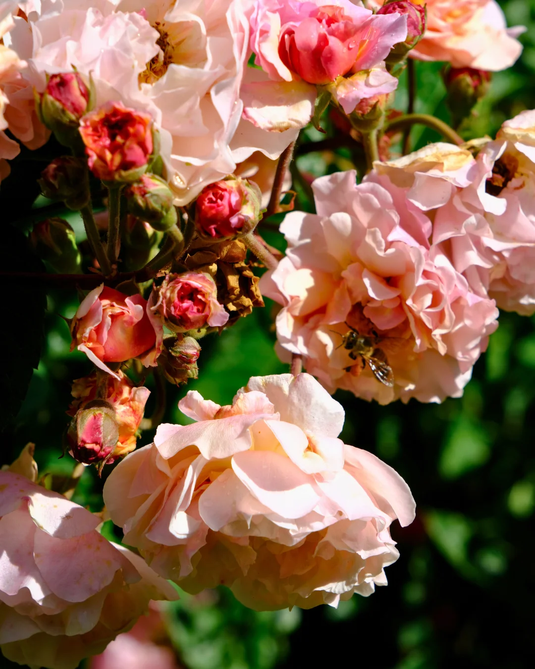 Exploring the Rose Route of Loiret