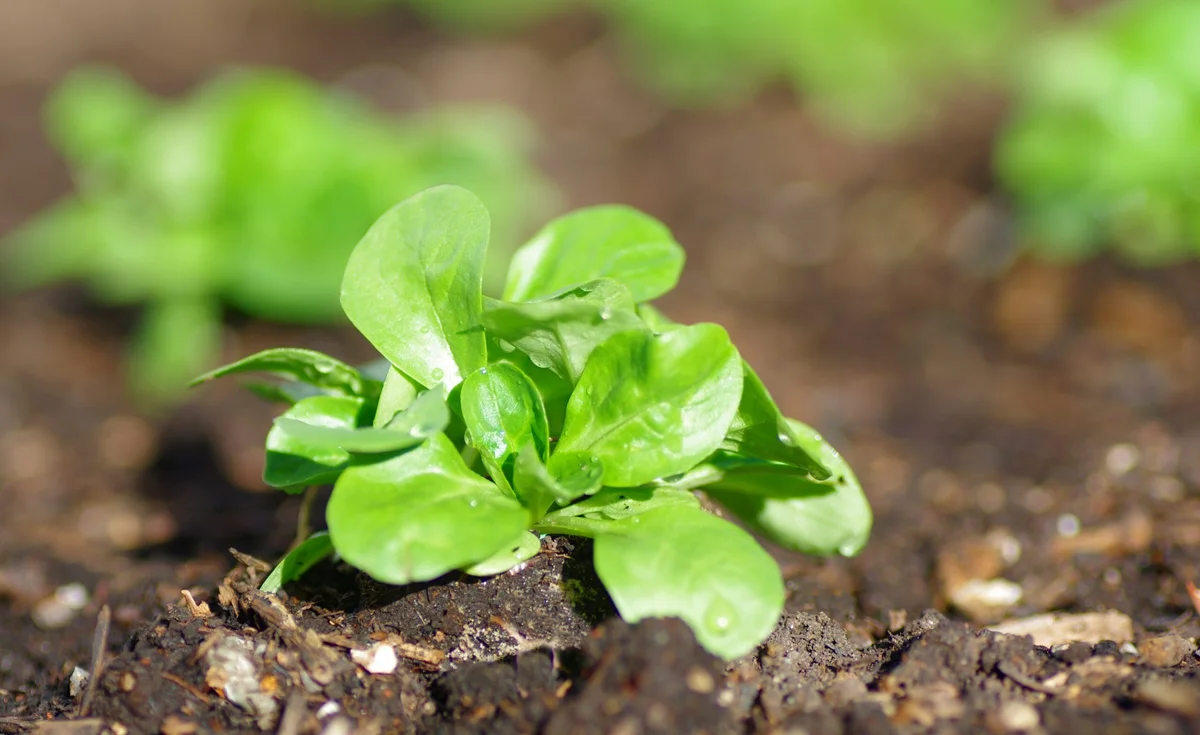 August Planting: Fresh Harvests and New Beginnings
