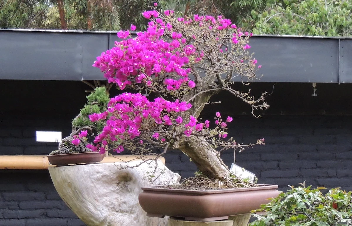 Bonsai Bougainvillea Care Guide