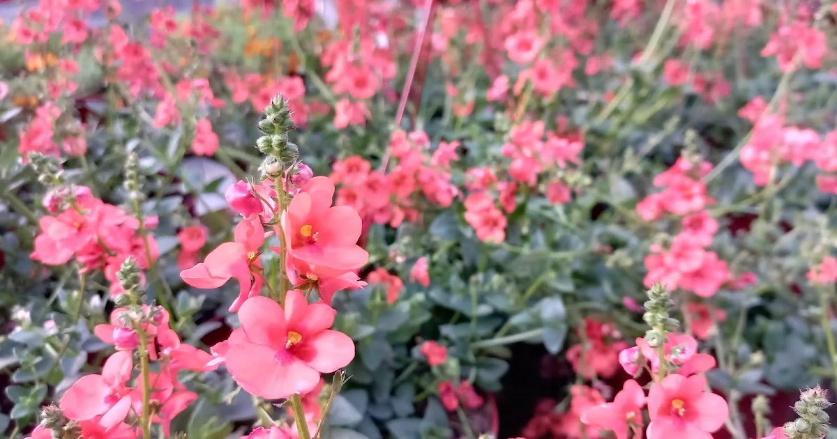 A Frost-Sensitive Ground Cover