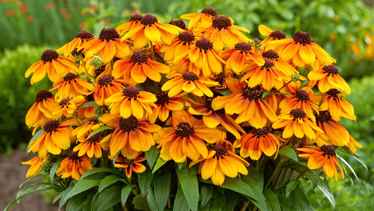 Echibeckia: Cultivating and Caring for the Long-Flowering Hybrid Echinacea x Rudbeckia