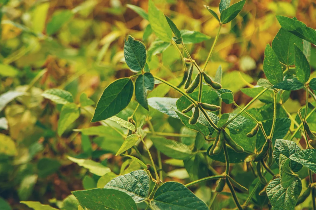 A Complete Guide to Successfully Sowing Green Beans