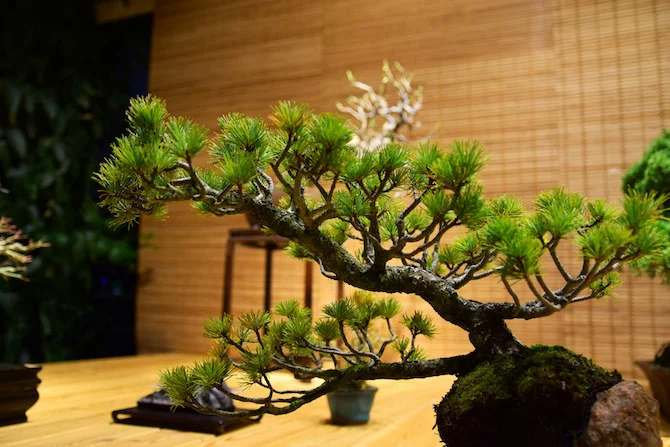 Introduction to Bonsai: A Beginner's Guide