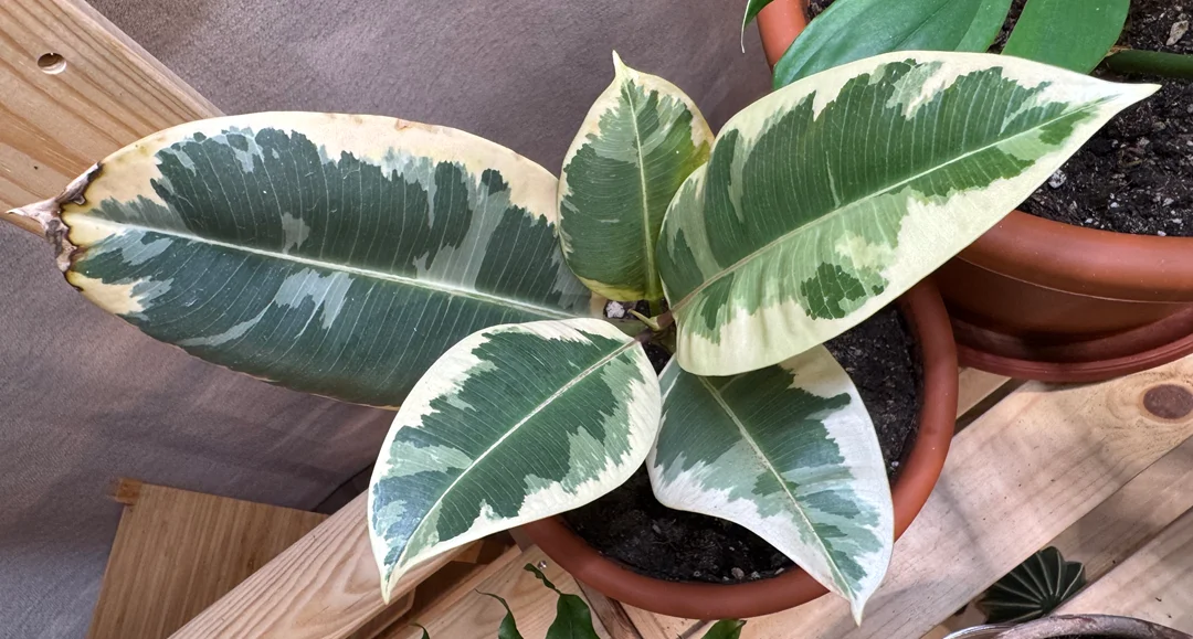 Ficus elastica 'Tineke' - Flowering Balcony - The Gardening Blog